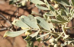 Senna artemisioides helmsii