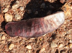 Senna artemisioides helmsii