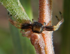 Xysticus bimaculatus
