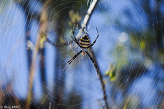 Argiope coquereli