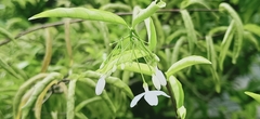 Wrightia religiosa
