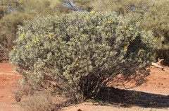 Senna artemisioides helmsii
