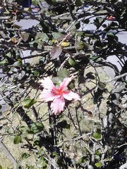 Hibiscus