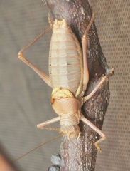 Ephippiger terrestris