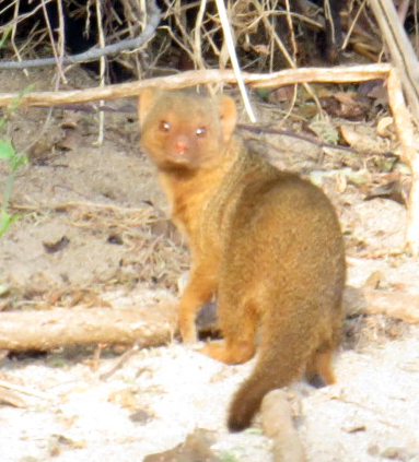 Common Dwarf Mongoose