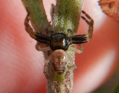 Xysticus bimaculatus