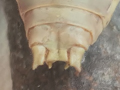 Ephippiger terrestris