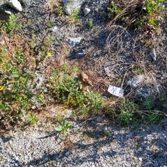 Sylvilagus floridanus