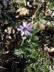 Magnoliopsida