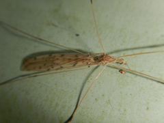Limoniinae