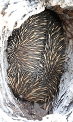 Tachyglossus aculeatus acanthion