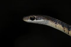 Dendrelaphis tristis
