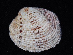 Periglypta reticulata image