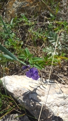 Scutellaria scordifolia