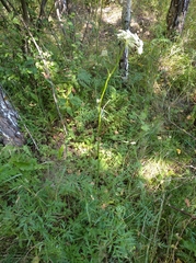 Silphiodaucus prutenicus