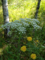 Silphiodaucus prutenicus