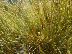 Choretrum glomeratum