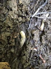 Arion circumscriptus