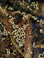Lemna turionifera