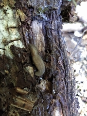 Arion circumscriptus