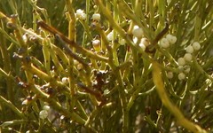 Choretrum glomeratum