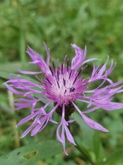 Centaurea jacea
