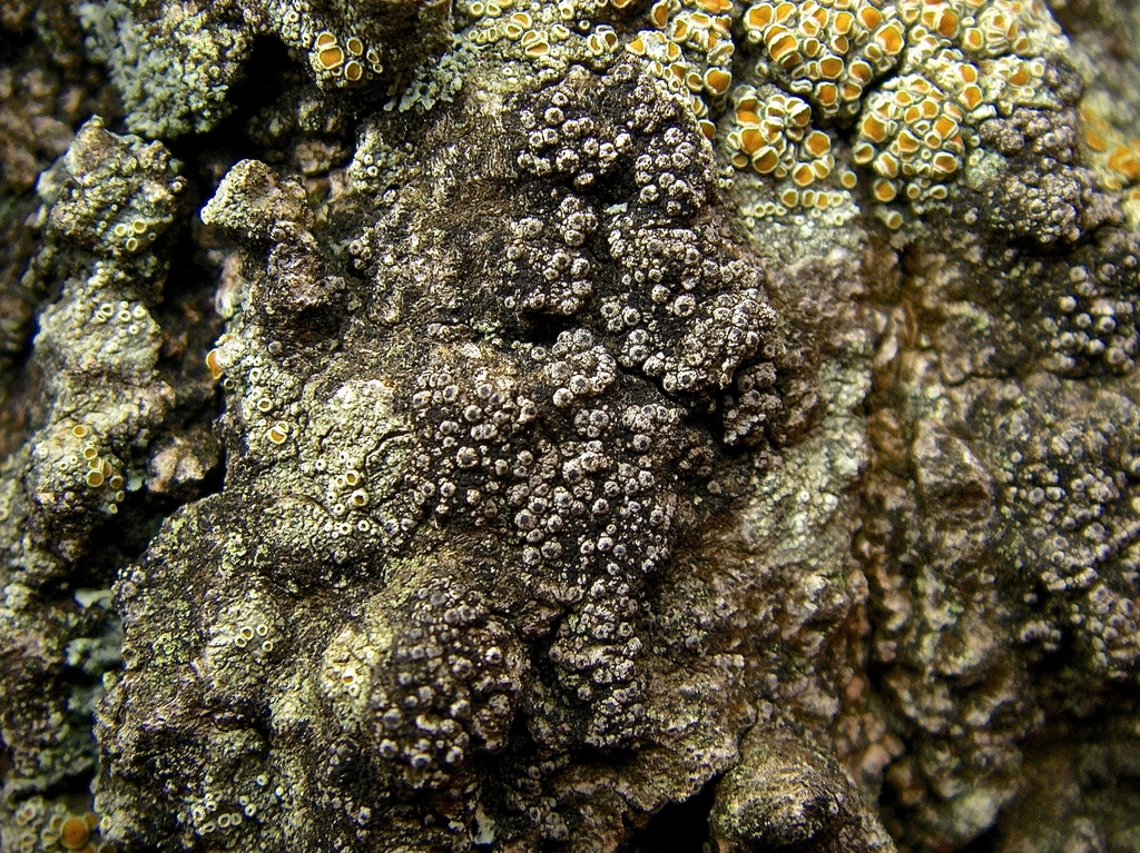 Porina corrugata