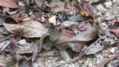 Ypthima multistriata