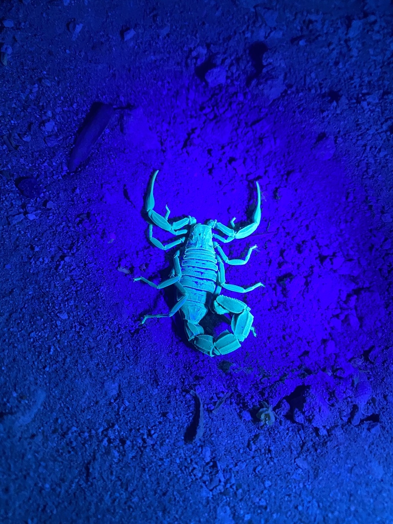 Arabian fat-tailed scorpion from Southern Governorate, BH on July 30 ...