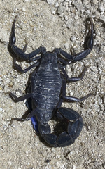 Androctonus