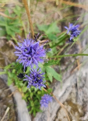 Jasione orbiculata