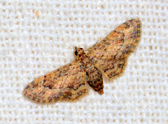 Gymnoscelis fasciata