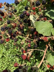 Rubus fruticosus