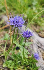 Jasione orbiculata