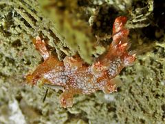 Bornella hermanni