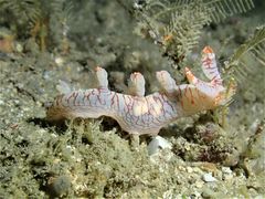 Bornella stellifera