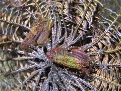 Synalpheus stimpsonii