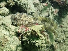 Batrachomoeus trispinosus