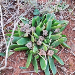 Glottiphyllum longum