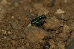 Jansenia azureocincta