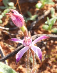 Caladenia hirta rosea