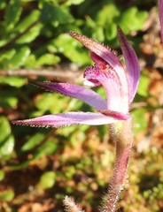 Caladenia hirta rosea