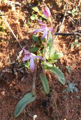 Caladenia hirta rosea