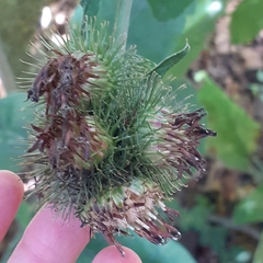 Arctium