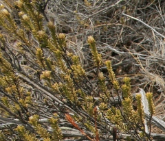 Oedera uniflora