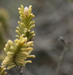 Oedera uniflora
