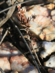 Crassula subulata subulata