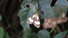 Nyctemera carissima