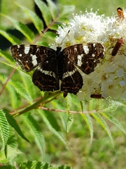 Araschnia levana