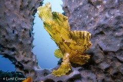 Taenianotus triacanthus